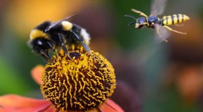 Anunț OFICIAL: Aceasta este cea mai importantă ființă de pe planetă, iar dispariția ei înseamnă sfârșitul omenirii