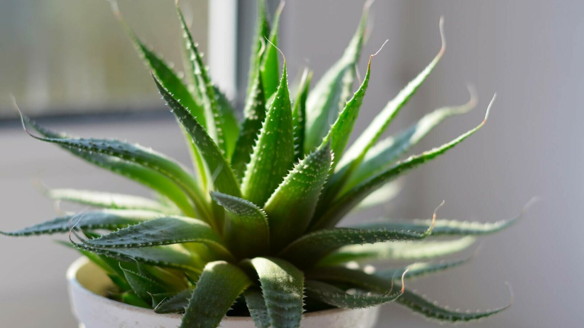 Aloe vera 1