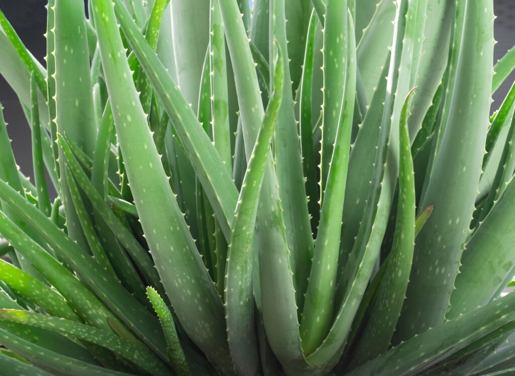 Aloe vera