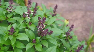 Nu vei crede ce poate face BUSUIOCUL pentru sănătatea ta – Remediul natural care tratează nervii, digestia și respirația!