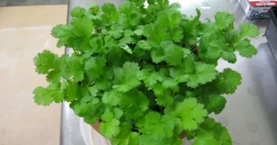 Planta de 1 leu care elimină toate metalele grele din corp. Medicii sunt uimiți de efectele ei