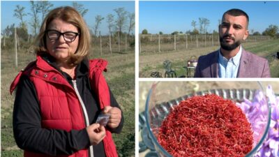 Cum o familie din Vrancea a transformat un câmp modest într-o afacere cu „aurul roșu” care valorează mii de euro pe metru pătrat!