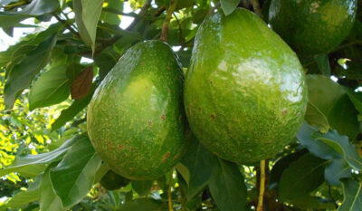 Fructul care se coace în 9 luni, la fel ca un bebeluș. Minunile pe care le face pentru corpul tău sunt incredibile