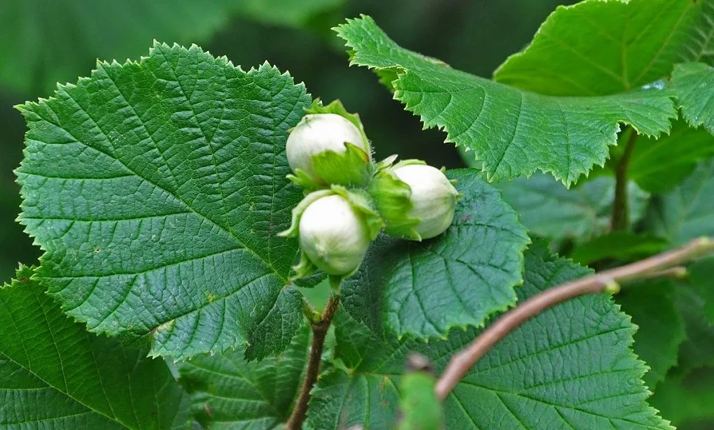 Frunzele si scoarta de alun –