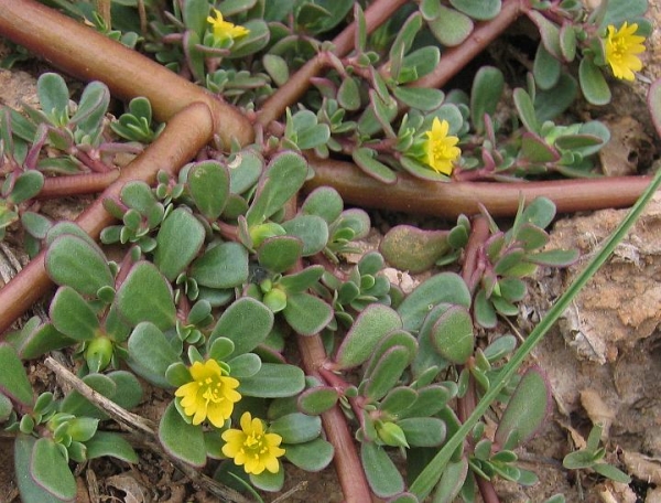 Iarba gras