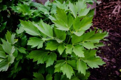 Nu mai pune leuștean doar în ciorbă! Planta banală care tratează zeci de boli, de la pietre la rinichi la răceală