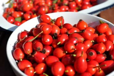 Nu vei crede ce minerale ascund măceșele – fructele care îți pot salva sănătatea!