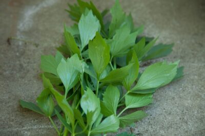 Descoperă secretul străvechi care dizolvă pietrele la rinichi în doar câteva zile!