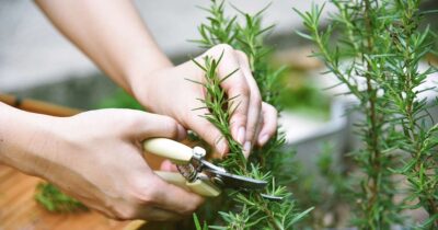 Descoperă secretul rozmarinului care oprește căderea părului și îți transformă podoaba capilară în doar câteva săptămâni!