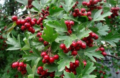 Cardiologii rămân fără cuvinte: Fructul care îți repară inima și curăță arterele. Rețeta pe care trebuie să o știi