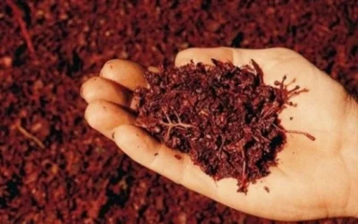 Arunci la gunoi cel mai puternic medicament natural. Distruge cancerul, reface vederea și te întinerește