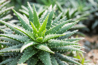 8 beneficii incredibile ale plantei de aloe vera care îți vor schimba viața!