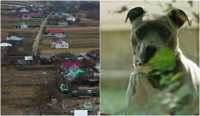 S-a terminat! Românii care își abandonează animalele sunt vânați din cer cu drona. Amenda este COLOSALĂ