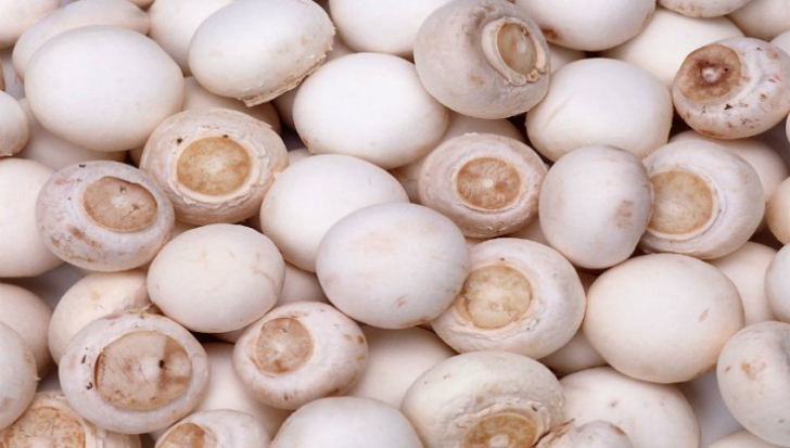 ciupercile Champignon