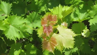 Planta banală din România care vindecă tot, de la dureri de cap la cancer. Secretul stă în frunze, nu în struguri