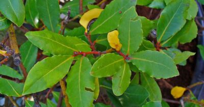 Nu mai pune frunza de dafin doar în ciorbă! E leacul minune pentru zeci de boli pe care medicii nu vor să-l știi