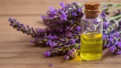 Descoperirea care îți schimbă viața: Cum te poate vindeca simpla inhalare a lavandei fără niciun efect secundar!