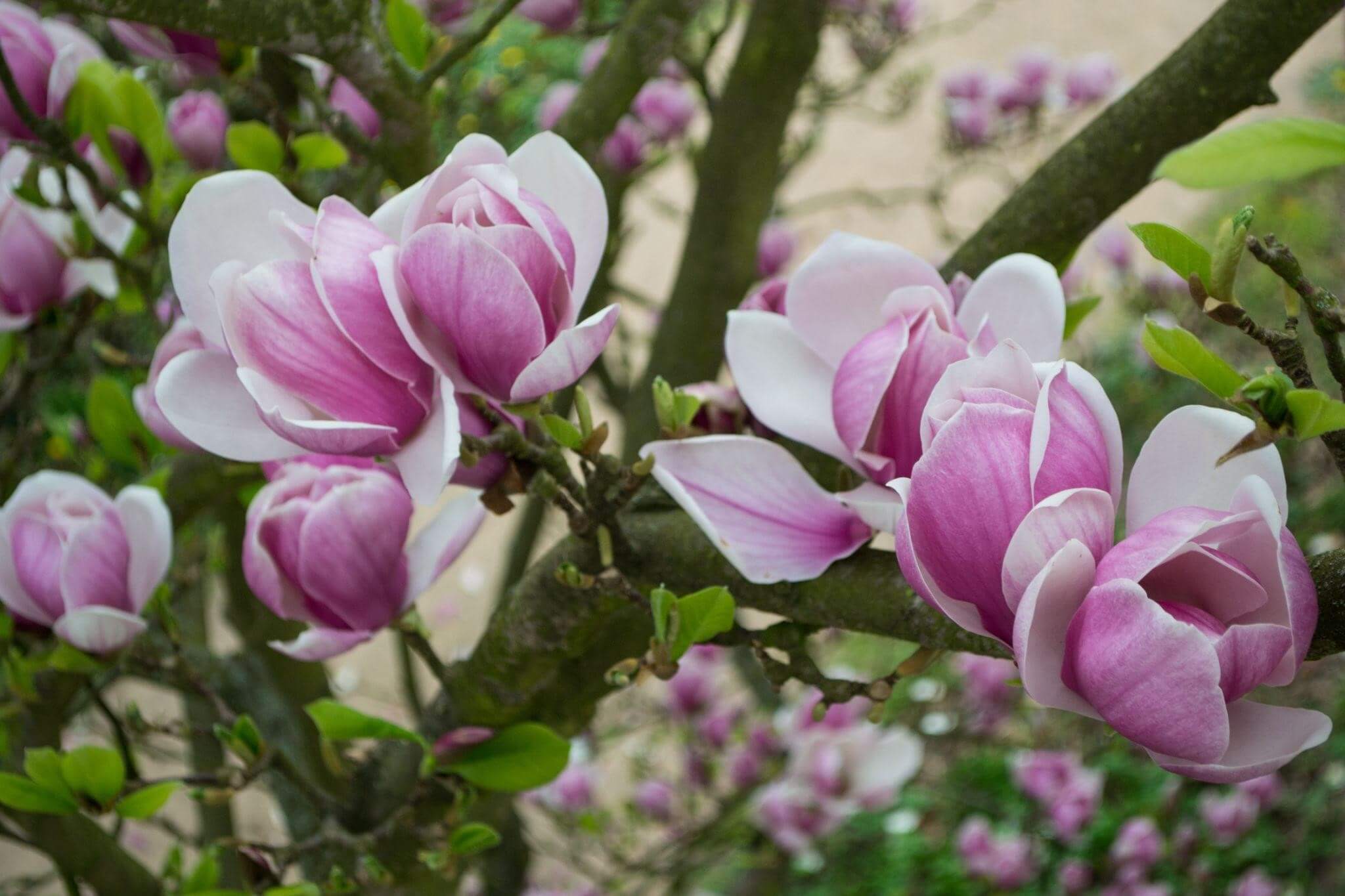 magnolie