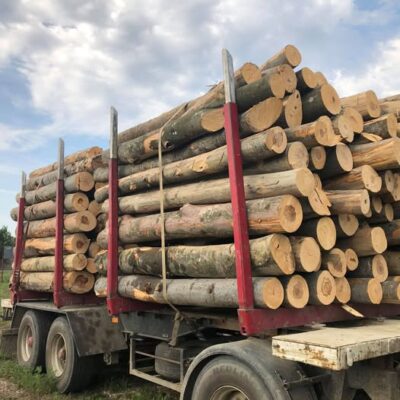 Șoc total! Prețul lemnului de foc explodează în iarna 2025 – Vezi cât te va costa să-ți încălzești casa!