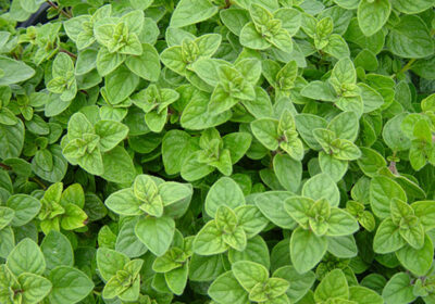 Mai puternic decât orice antibiotic! Condimentul pe care îl ai în bucătărie ucide cele mai rezistente bacterii și virusuri