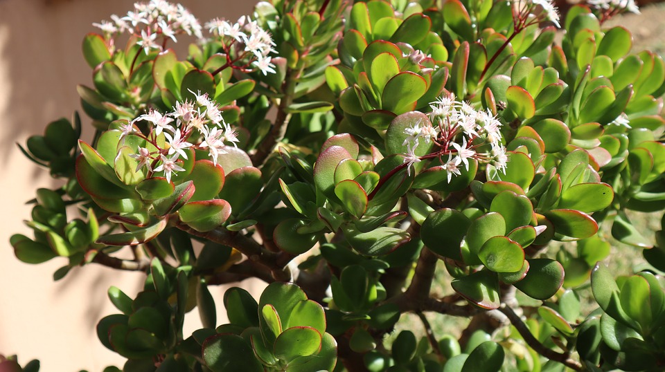 planta banilor