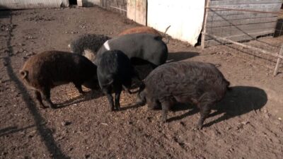 Românii au început să-și rezerve porcii pentru Crăciun! Vezi de ce fermierii refuză clienți și cât te va costa carnea anul acesta!