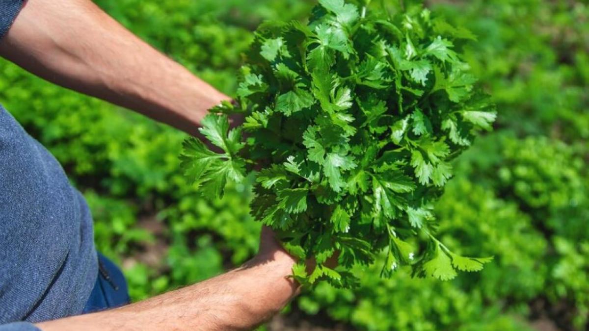 sucul de patrunjel s