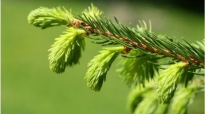 Bunica avea dreptate! Leacul pentru tuse și imunitate crește în pădure. Rețeta pe care farmaciile o urăsc