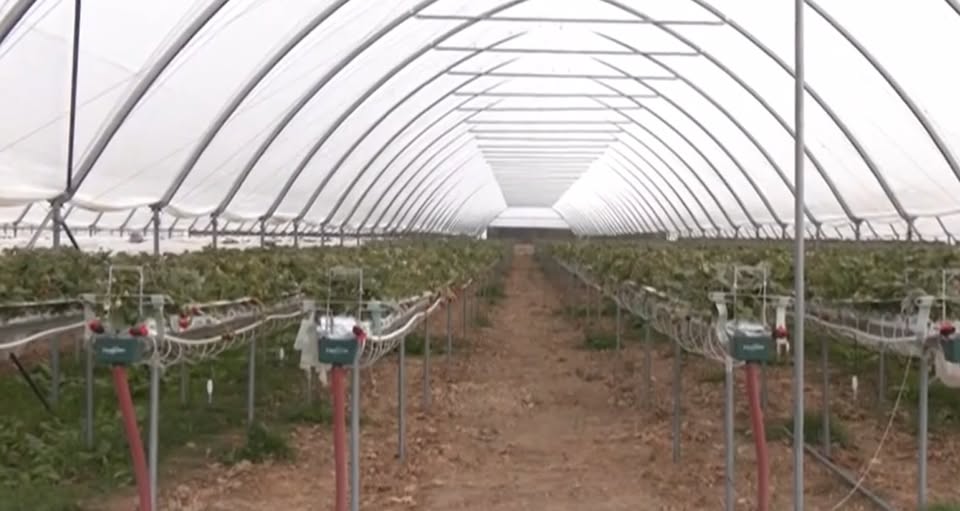 Afacerea cu care Dumitru un fost cioban din Beius