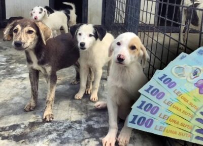 Amendă URIAȘĂ de 5.000 lei pentru stăpânii de câini! Află ACUM ce oraș din România a dat vestea-bombă: „Un real pericol pentru cetățeni”