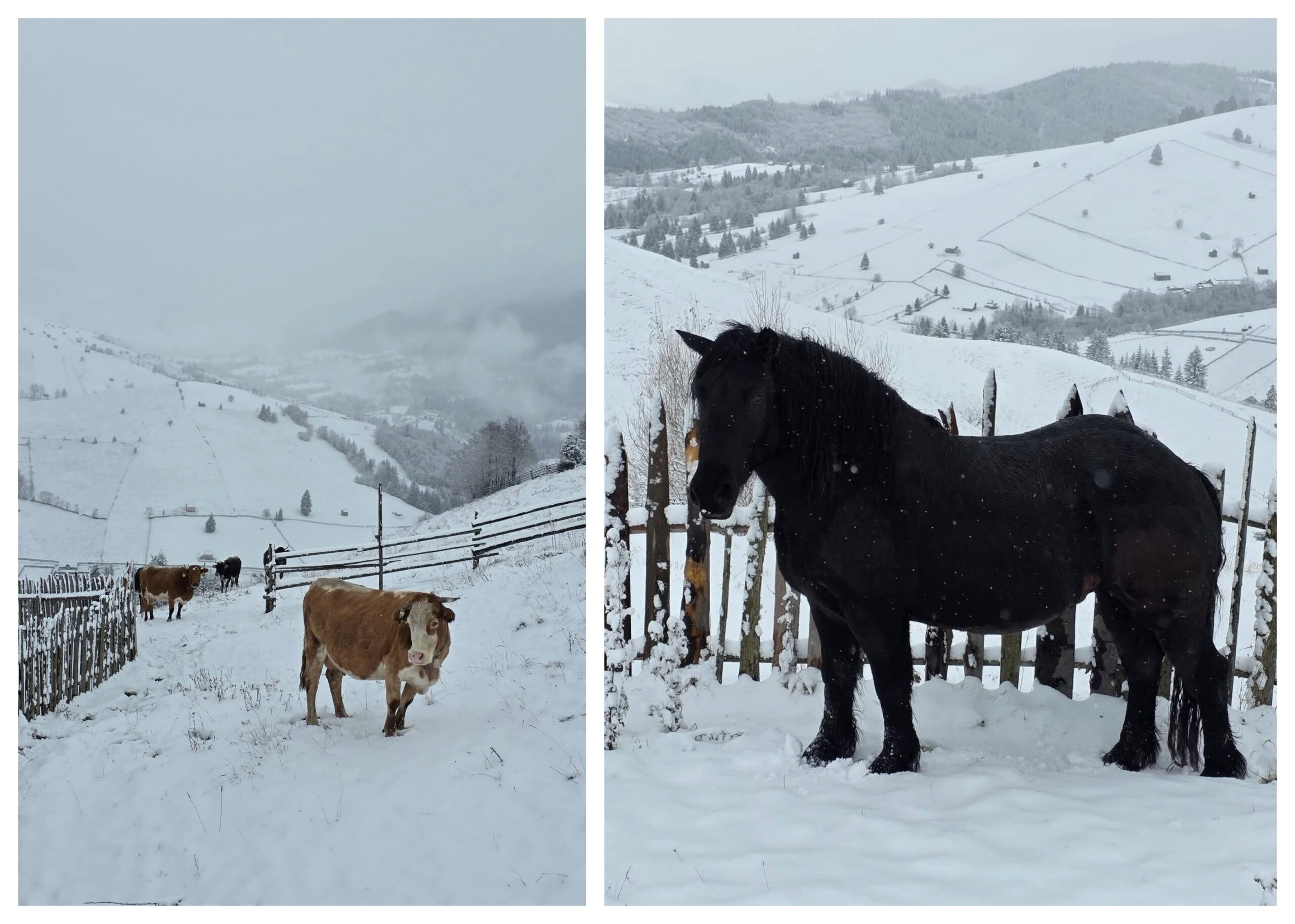 BeFunky collage 44 scaled