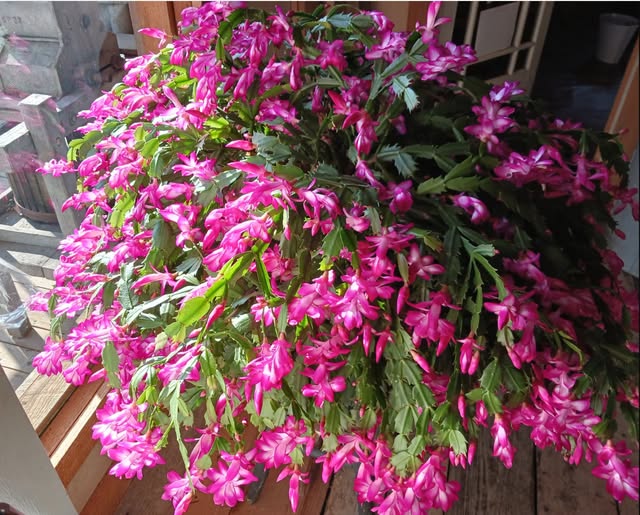 Cactusul Craciunului