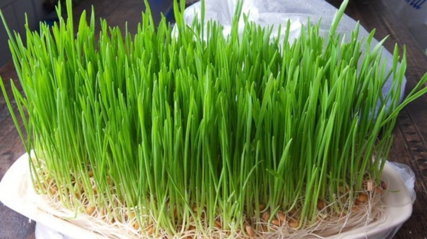 Cand se pune grau la incoltit pentru Sfantul Andrei