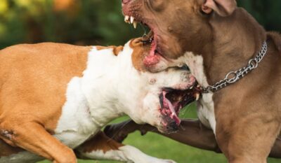 Gest ȘOCANT în Dolj! Un băiat de 13 ani își pune Pitbull-ul să atace un câine legat, iar filmarea postată online a revoltat pe toată lumea!