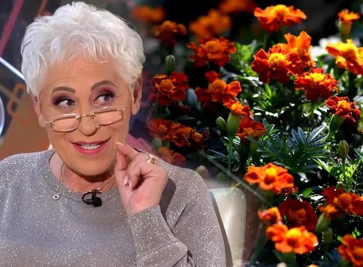 Plantele pe care nu trebuie sa le ai in casa