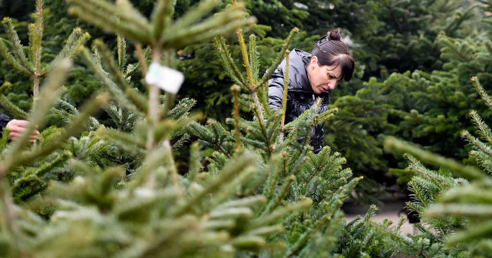 𝐛𝐫𝐚𝐝 𝐝𝐞 𝐂𝐫𝐚̆𝐜𝐢𝐮𝐧 𝐢̂𝐧 𝟐𝟎𝟐𝟓