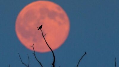 Horoscop ianuarie 2026. Zodia căreia i se schimbă total destinul. Fenomenul rar care dă totul peste cap