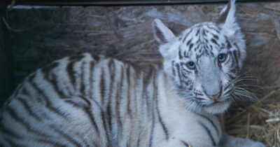 Tragedie la Zoo Craiova! Un pui de tigru bengalez a murit din cauza vizitatorilor inconștienți
