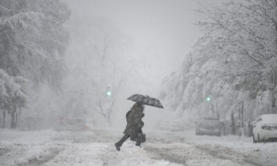 Cod rosu de viscol si ninsori