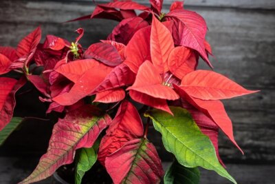 Cum ingrijesti corect craciunita unde o asezi si ce temperatura ii prieste