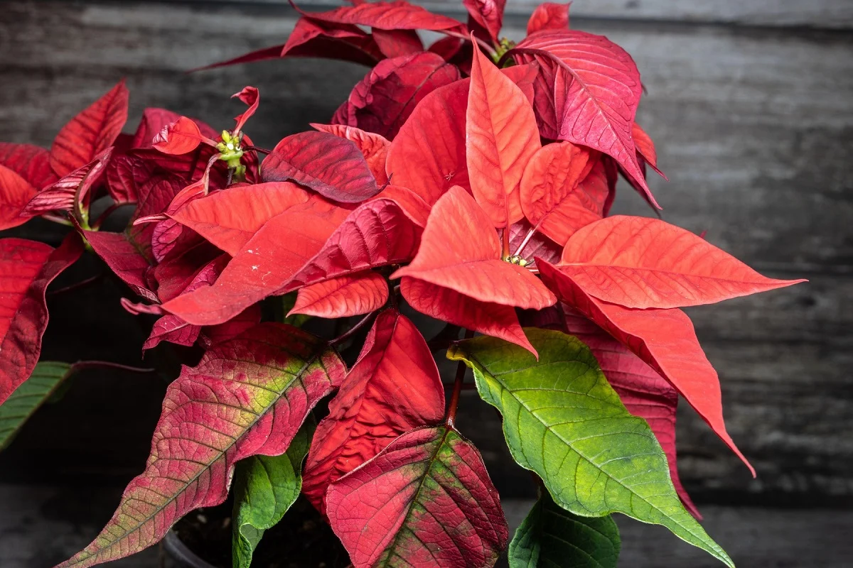 Cum ingrijesti corect craciunita unde o asezi si ce temperatura ii prieste