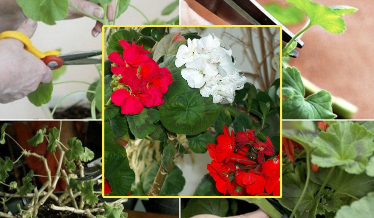 Cum se pastreaza corect muscatele peste iarna pentru o inflorire superba. Sfaturi importante de la g