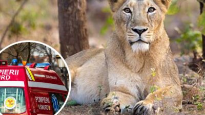 TRAGEDIE LA GRĂDINA ZOO!  Tânăr SFÂȘIAT de leoaică – decizia luată de autorități în privința animalului este ULUITOARE!