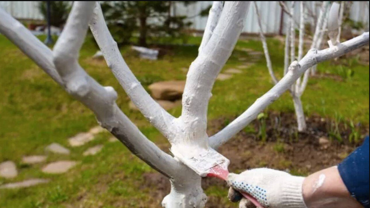 De ce se varuiesc pomii in fiecare primavara