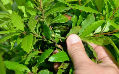 Planta banală din bucătărie care te scapă de sforăit și reglează tensiunea. E o adevărată minune