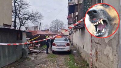 Descoperire macabră în casa unei bătrâne din București. Ce au făcut câinii femeii după ce aceasta a murit