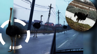 IMAGINI FABULOASE în Vaslui! Doi struți au alergat printre mașini. Reacția șoferului e virală: „Bă, șefule, ce faci?”