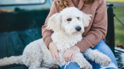 Lovitură la buzunar pentru românii cu câini. Câți bani vor scoate zilnic din portofel pentru fiecare animal