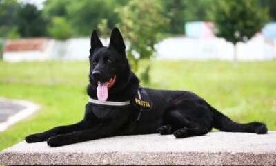 Doliu uriaș în MAI! Șuier, câinele erou care a cucerit România, s-a stins din viață