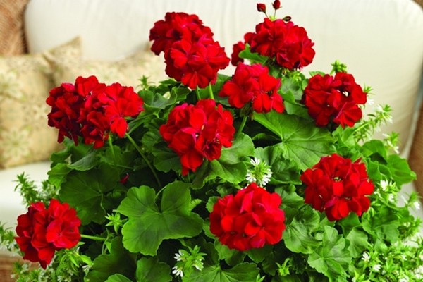 muscata calliope la ghiveci